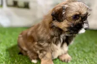 Piper, a female Shih Tzu for sale in Sturgis, MI – Photo 9 of 10