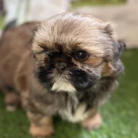 Piper, a female Shih Tzu for sale in Sturgis, MI – Photo 6 of 10