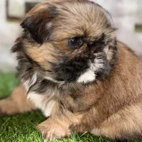 Piper, a female Shih Tzu for sale in Sturgis, MI – Photo 10 of 10