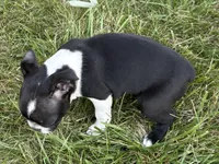 Daisy, a female Boston Terrier for sale in Sturgis, MI – 6 of 8