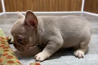 Prancer, a male French Bulldog for sale in Sturgis, MI – 7 of 9