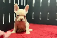 Dell , a male French Bulldog for sale in Sturgis, MI – 7 of 10
