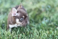 Akeem, a male French Bulldog for sale in Sturgis, MI – 5 of 10
