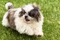 Sawyer, a male Shih Tzu for sale in Sturgis, MI – 3 of 9