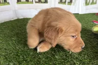 Doris, a female Golden Retriever for sale in Sturgis, MI – Photo 5 of 6