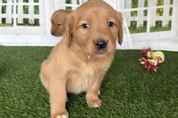 Doris, a female Golden Retriever for sale in Sturgis, MI – Photo 3 of 6