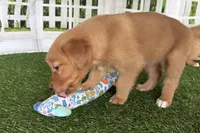 Doris, a female Golden Retriever for sale in Sturgis, MI – Photo 4 of 6