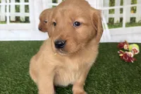Doris, a female Golden Retriever for sale in Sturgis, MI – Photo 2 of 6