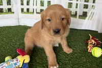 Doris, a female Golden Retriever for sale in Sturgis, MI – Photo 1 of 6