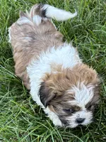 Idol, a male Shih Tzu for sale in Sturgis, MI – 7 of 8