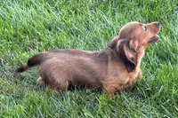 Moya , a female Dachshund for sale in Sturgis, MI – 5 of 10