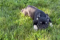 Tubby, a female French Bulldog for sale in Sturgis, MI – 7 of 9