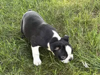 Davy, a male Boston Terrier for sale in Sturgis, MI – 4 of 6