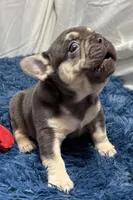 Echo, a male French Bulldog for sale in Sturgis, MI – Photo 1 of 8