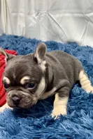 Echo, a male French Bulldog for sale in Sturgis, MI – Photo 5 of 8