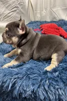 Echo, a male French Bulldog for sale in Sturgis, MI – Photo 8 of 8