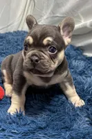 Echo, a male French Bulldog for sale in Sturgis, MI – Photo 3 of 8