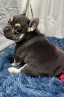 Echo, a male French Bulldog for sale in Sturgis, MI – Photo 2 of 8