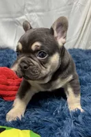 Echo, a male French Bulldog for sale in Sturgis, MI – Photo 7 of 8