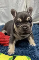 Echo, a male French Bulldog for sale in Sturgis, MI – Photo 4 of 8