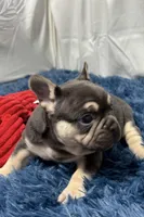 Echo, a male French Bulldog for sale in Sturgis, MI – Photo 6 of 8