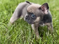 Star, a female French Bulldog for sale in Sturgis, MI – 5 of 10