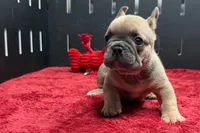 Wyman, a male French Bulldog for sale in Sturgis, MI – 8 of 10