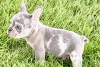 Tucker, a male French Bulldog for sale in Sturgis, MI – 2 of 10