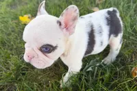 Ona , a female French Bulldog for sale in Sturgis, MI – 7 of 9