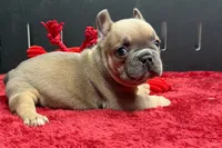 Wyman, a male French Bulldog for sale in Sturgis, MI – 10 of 10
