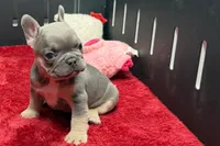 Willow, a female French Bulldog for sale in Sturgis, MI – 3 of 10