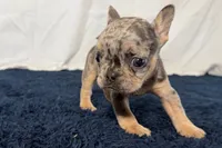 Fern, a female French Bulldog for sale in Sturgis, MI – 7 of 9