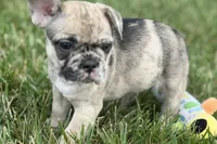 Sadie, a female French Bulldog for sale in Sturgis, MI – 10 of 10