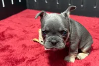 Hedie, a female French Bulldog for sale in Sturgis, MI – 9 of 10