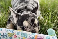 Abby, a female French Bulldog for sale in Sturgis, MI – 2 of 9