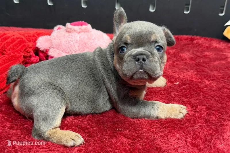 Willy  – French Bulldog puppy for sale in Sturgis, MI