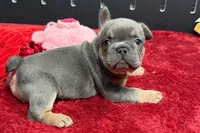 Willy , a male French Bulldog for sale in Sturgis, MI – 1 of 9