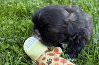 Girlie, a female Shih Tzu for sale in Sturgis, MI – 5 of 7