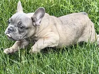 Elvis, a male French Bulldog for sale in Sturgis, MI – 2 of 10
