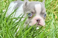 Jax, a male French Bulldog for sale in Sturgis, MI – 9 of 9