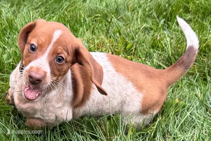 Martha  – Dachshund puppy for sale in Sturgis, MI