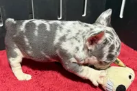 Hulu, a female French Bulldog for sale in Sturgis, MI – 10 of 10