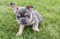 Zola, a female French Bulldog for sale in Sturgis, MI – 6 of 10