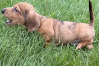 Puck, a male Dachshund for sale in Sturgis, MI – Photo 8 of 10