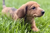 Puck, a male Dachshund for sale in Sturgis, MI – Photo 9 of 10