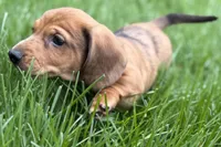 Puck, a male Dachshund for sale in Sturgis, MI – Photo 4 of 10