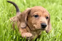 Puck, a male Dachshund for sale in Sturgis, MI – Photo 5 of 10