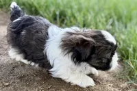 Vada, a female Shih Tzu for sale in Sturgis, MI – 5 of 10