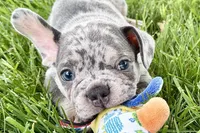 Tank, a male French Bulldog for sale in Sturgis, MI – 4 of 10