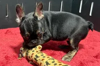 Yarma, a female French Bulldog for sale in Sturgis, MI – 5 of 10